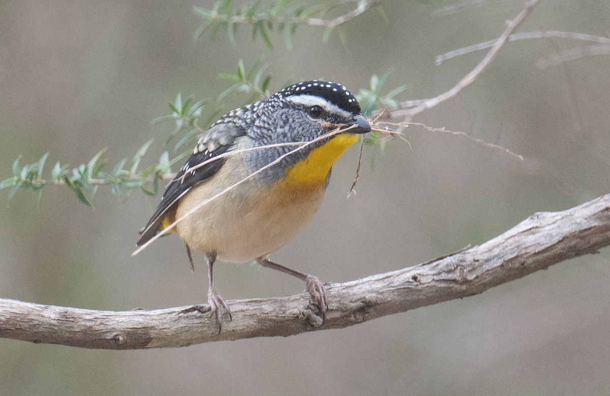 Spotted Pardalote - ML642144736