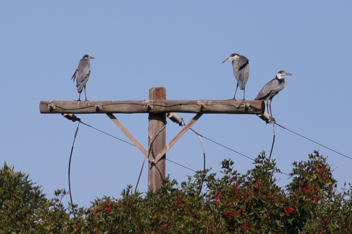 Black-headed Heron - ML642144737