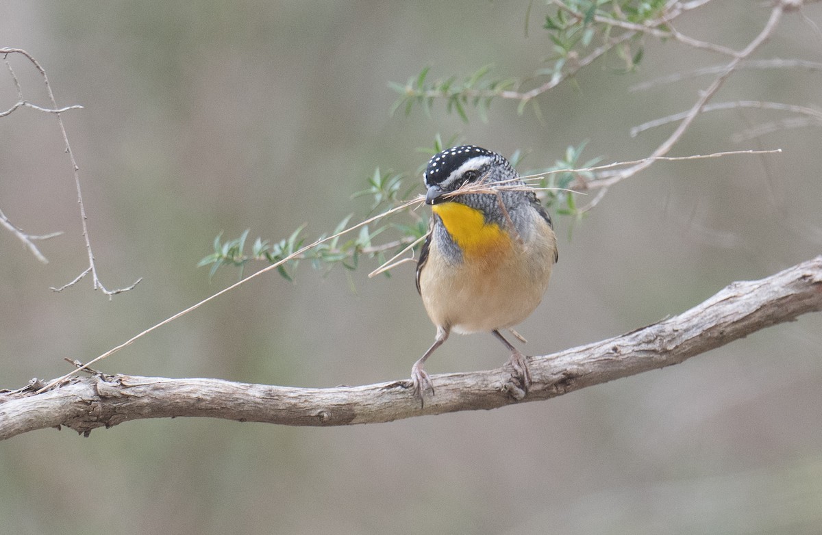 Spotted Pardalote - ML642144739