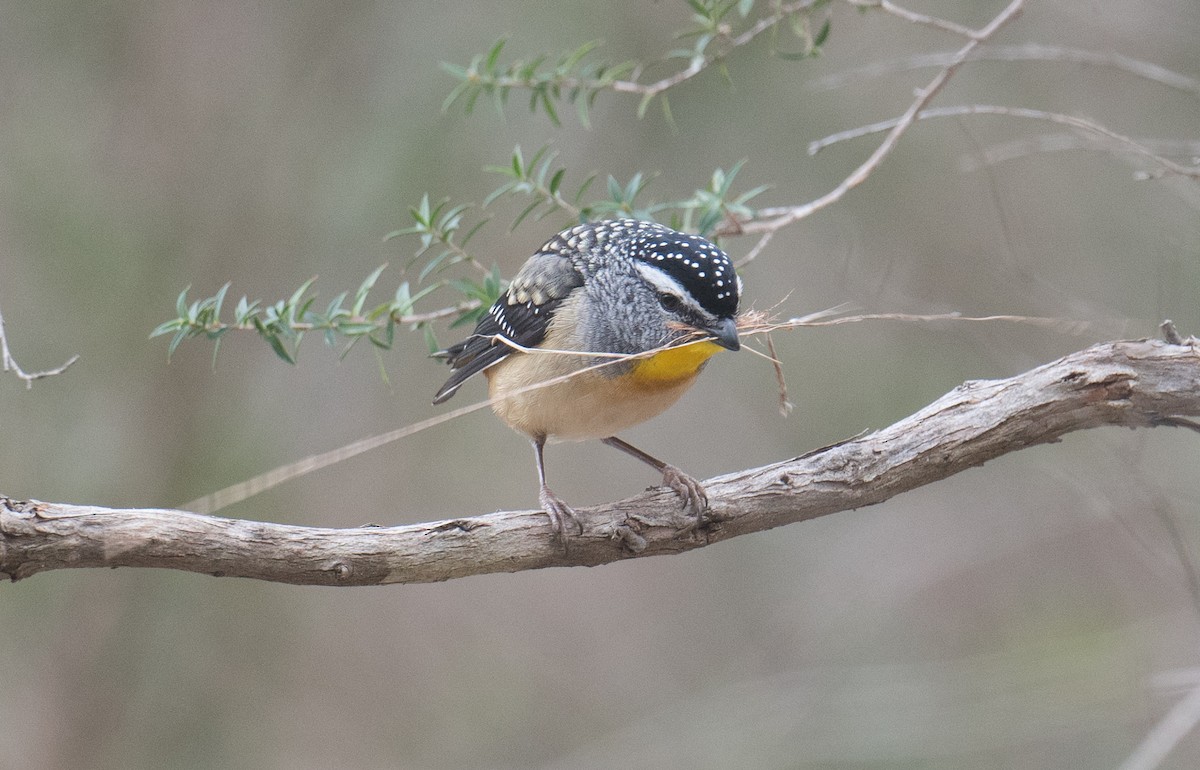 Spotted Pardalote - ML642144741