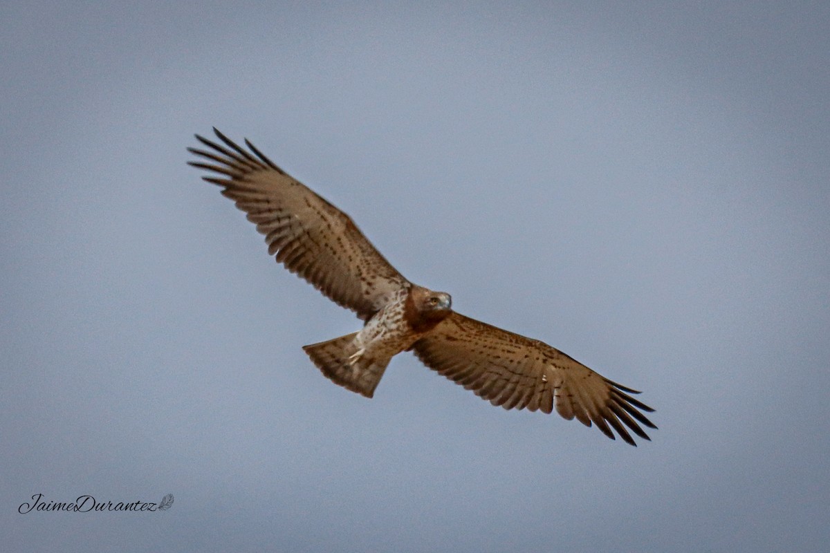 Short-toed Snake-Eagle - ML642144742