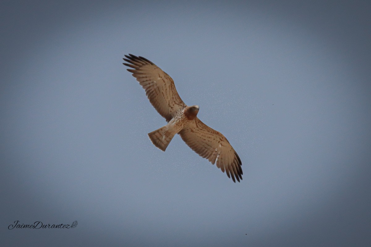 Short-toed Snake-Eagle - ML642144743