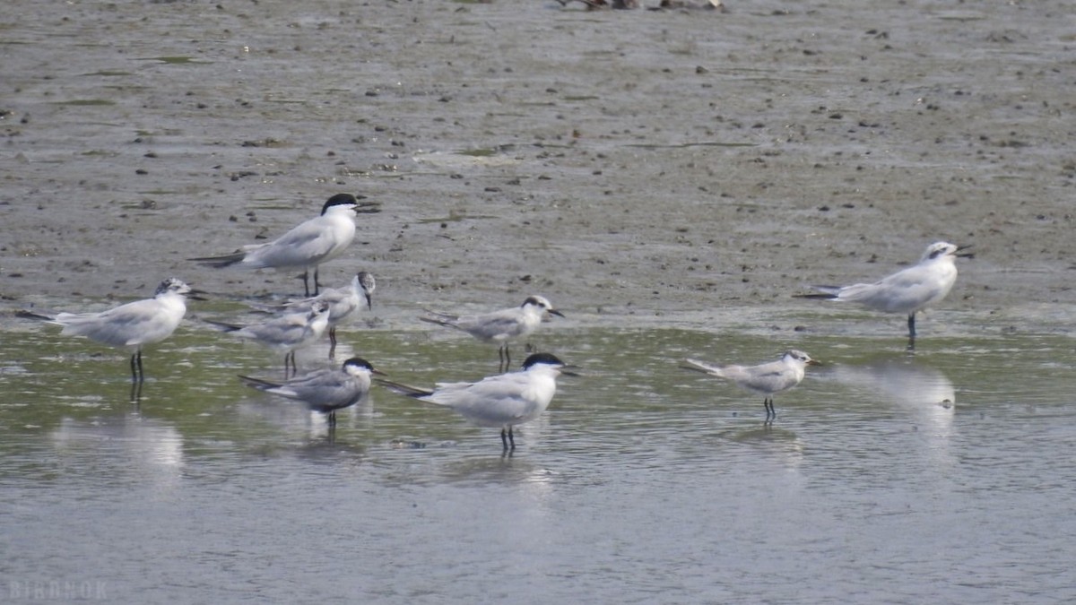 Gull-billed Tern - ML642144747