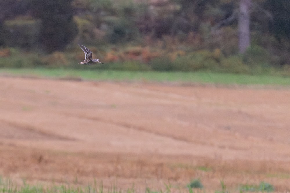Great Snipe - ML642144748
