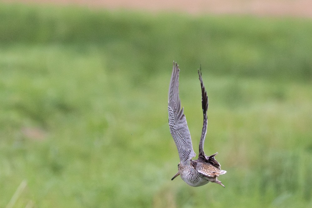 Great Snipe - ML642144749