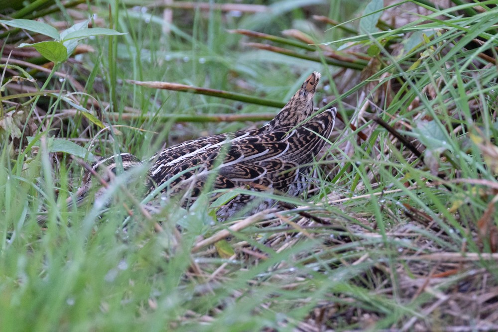 Great Snipe - ML642144750