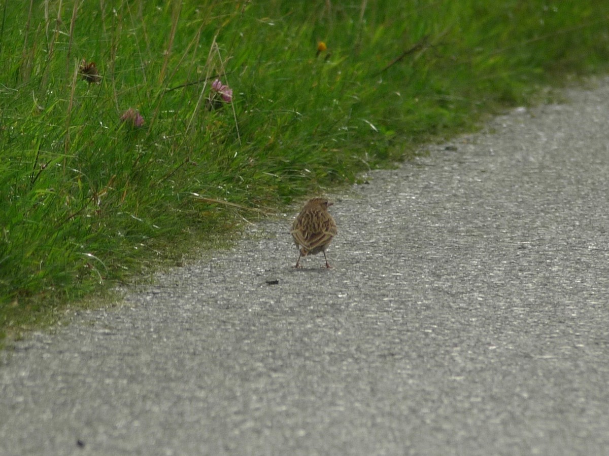 Greater Short-toed Lark - ML642144751
