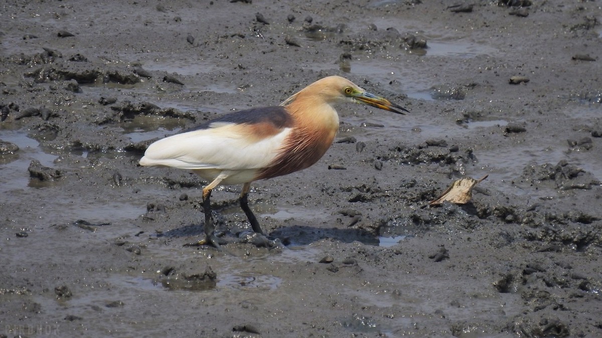 Javan Pond-Heron - ML642144752