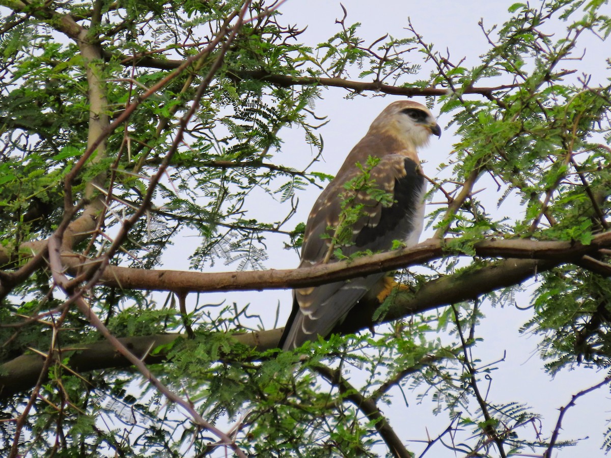 Black-winged Kite - ML642144754