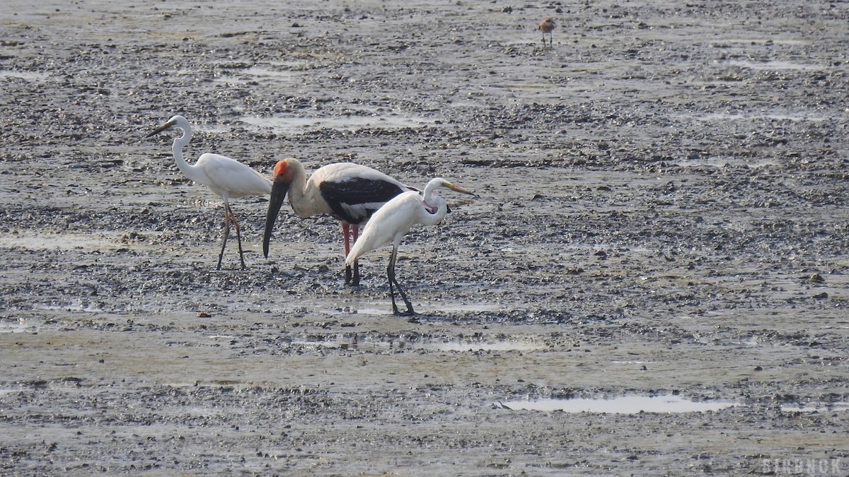 Painted Stork - ML642144755