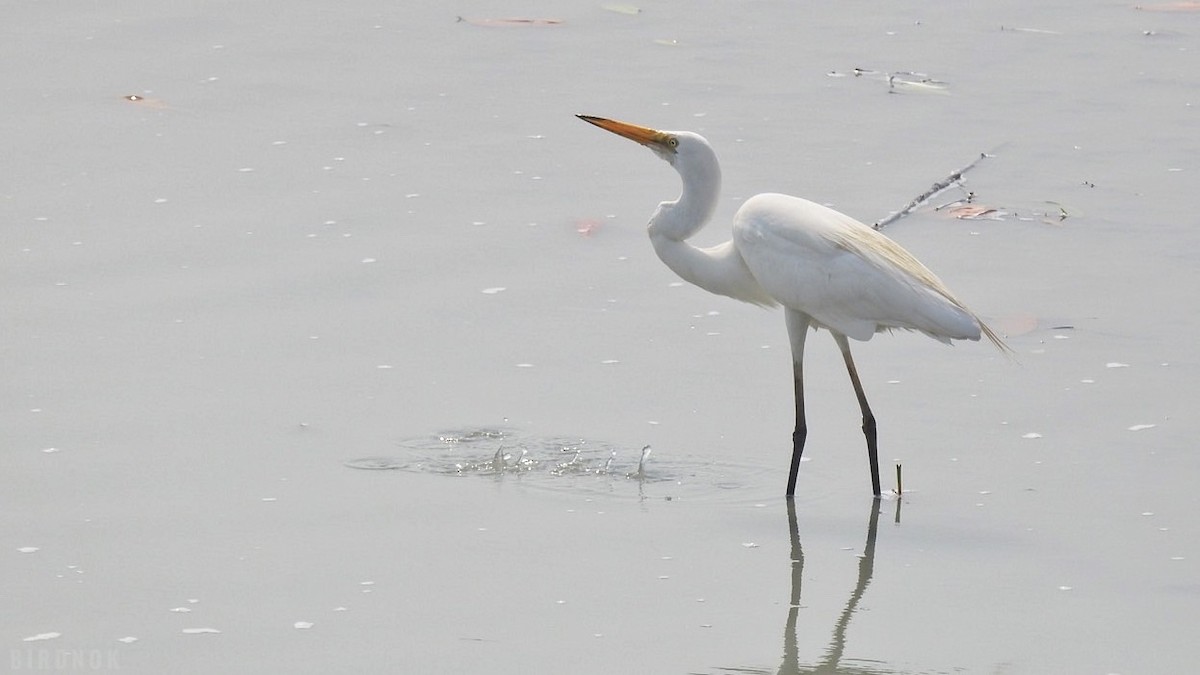 Great Egret - ML642144756