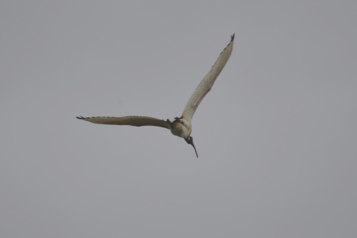 Australian Ibis - ML642144761