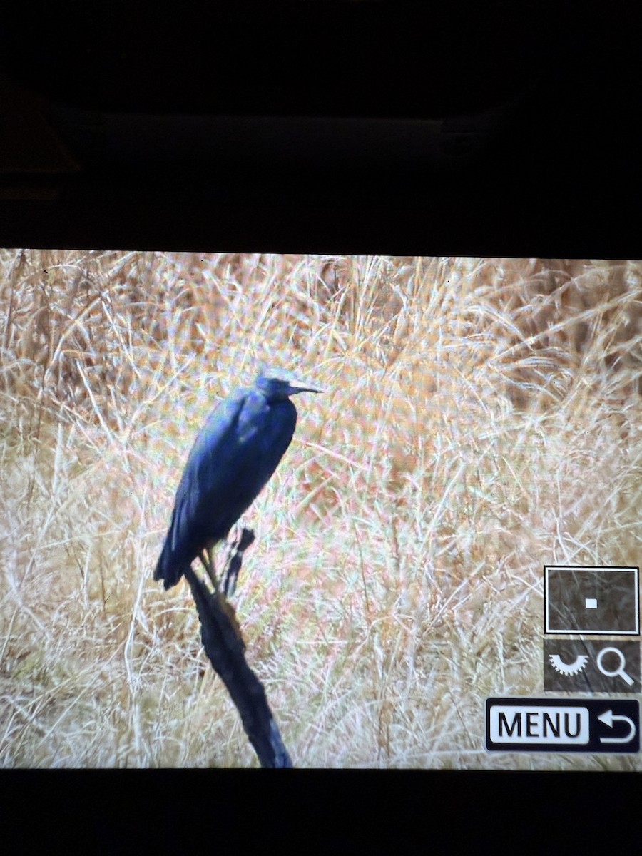 Slaty Egret - ML642144764
