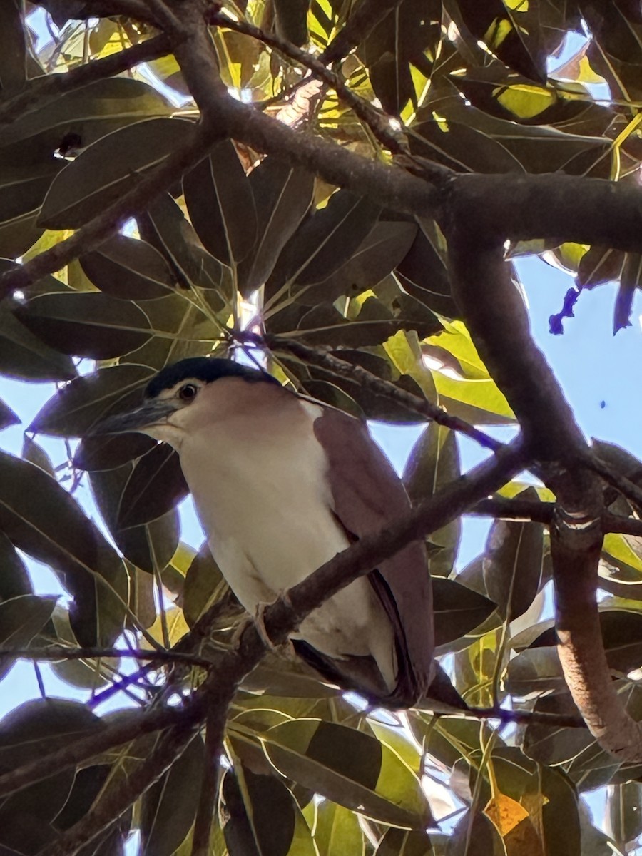 Nankeen Night Heron - ML642144775