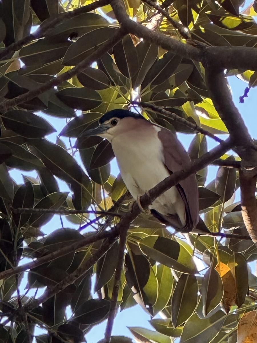 Nankeen Night Heron - ML642144776
