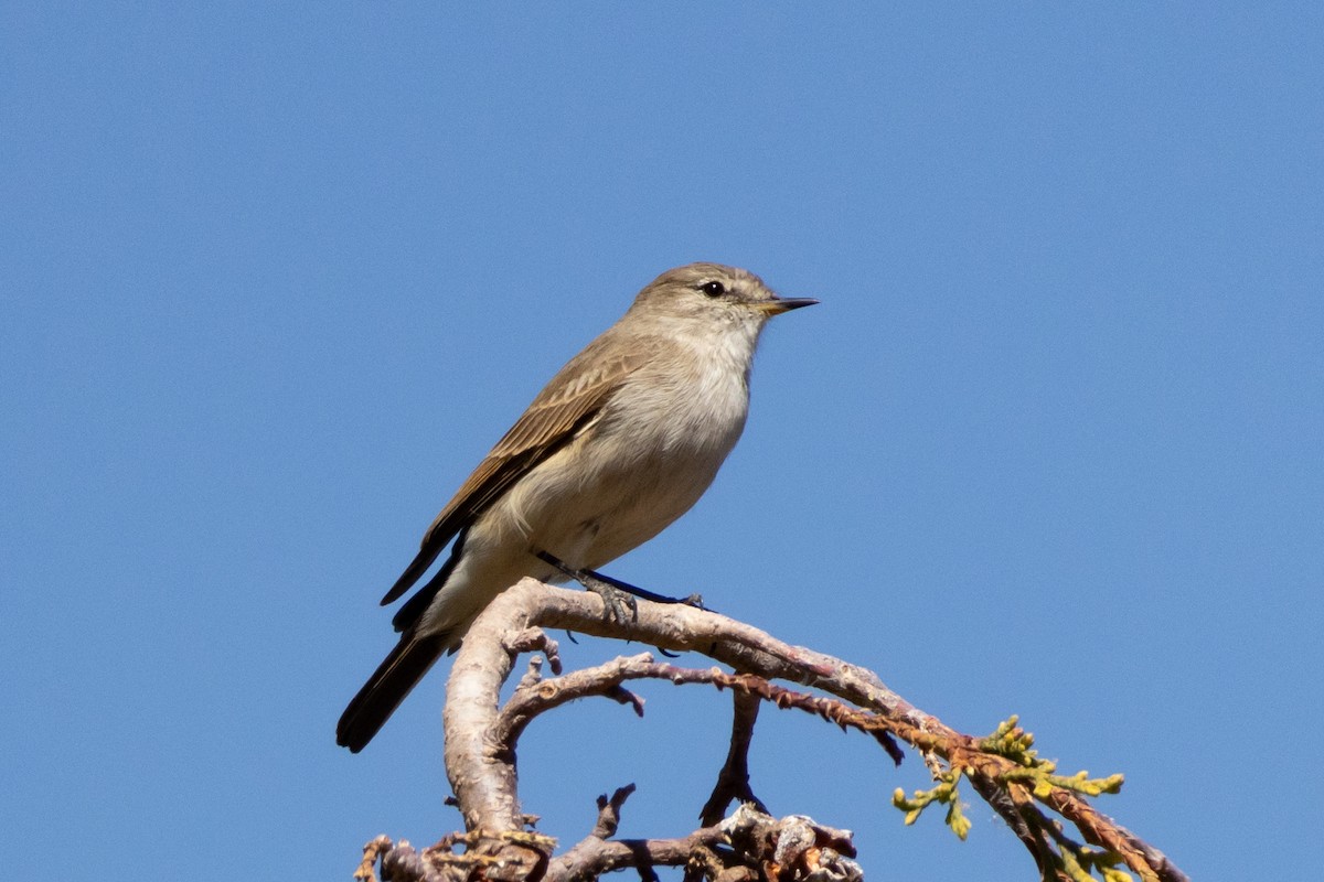 Spot-billed Ground-Tyrant - ML642144782