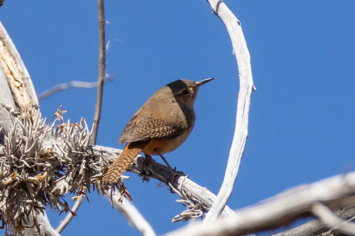 Southern House Wren - ML642144784
