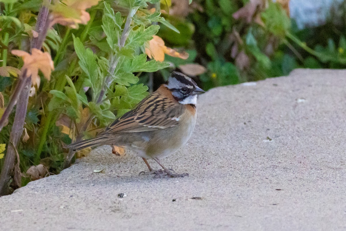 Rufous-collared Sparrow - ML642144794