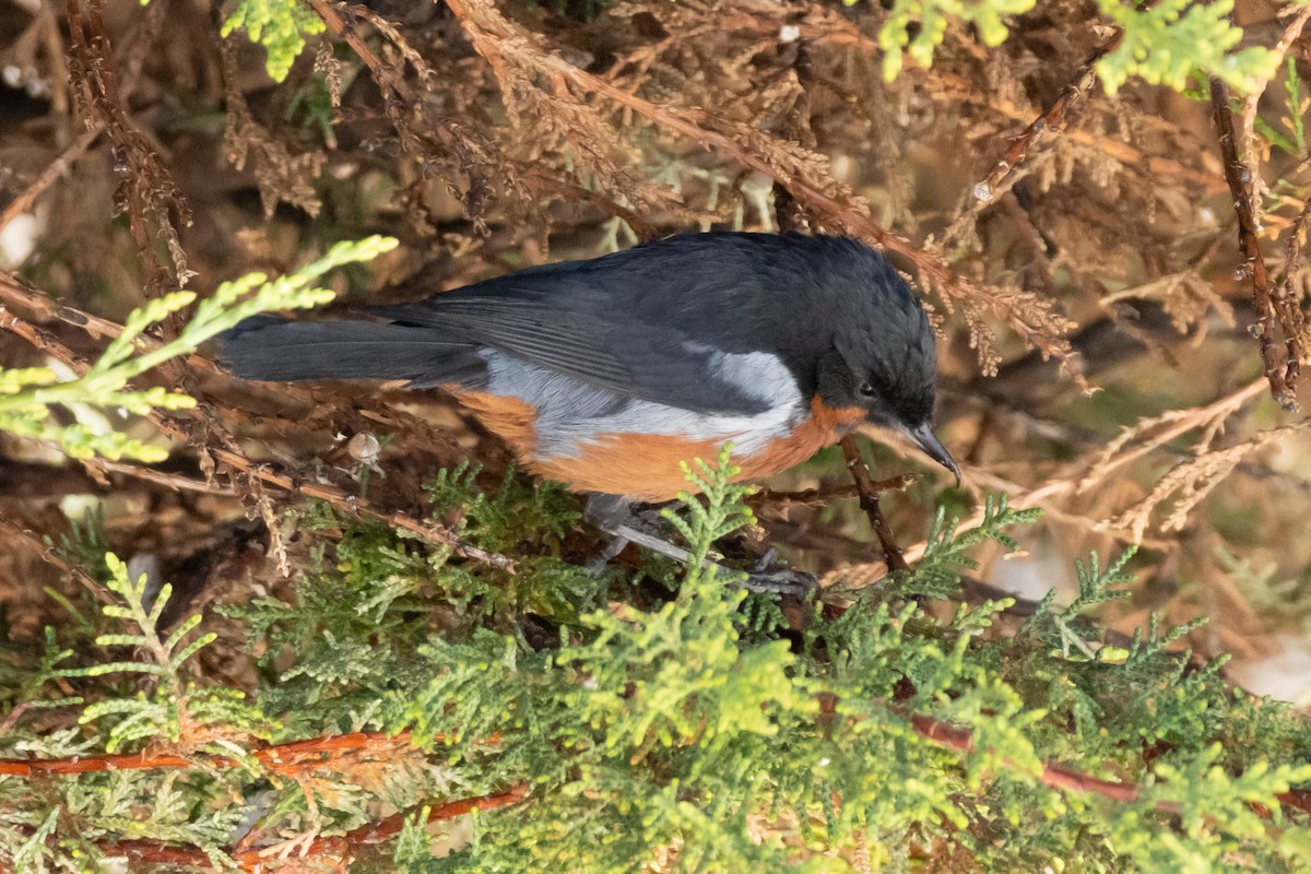 Black-throated Flowerpiercer - ML642144796
