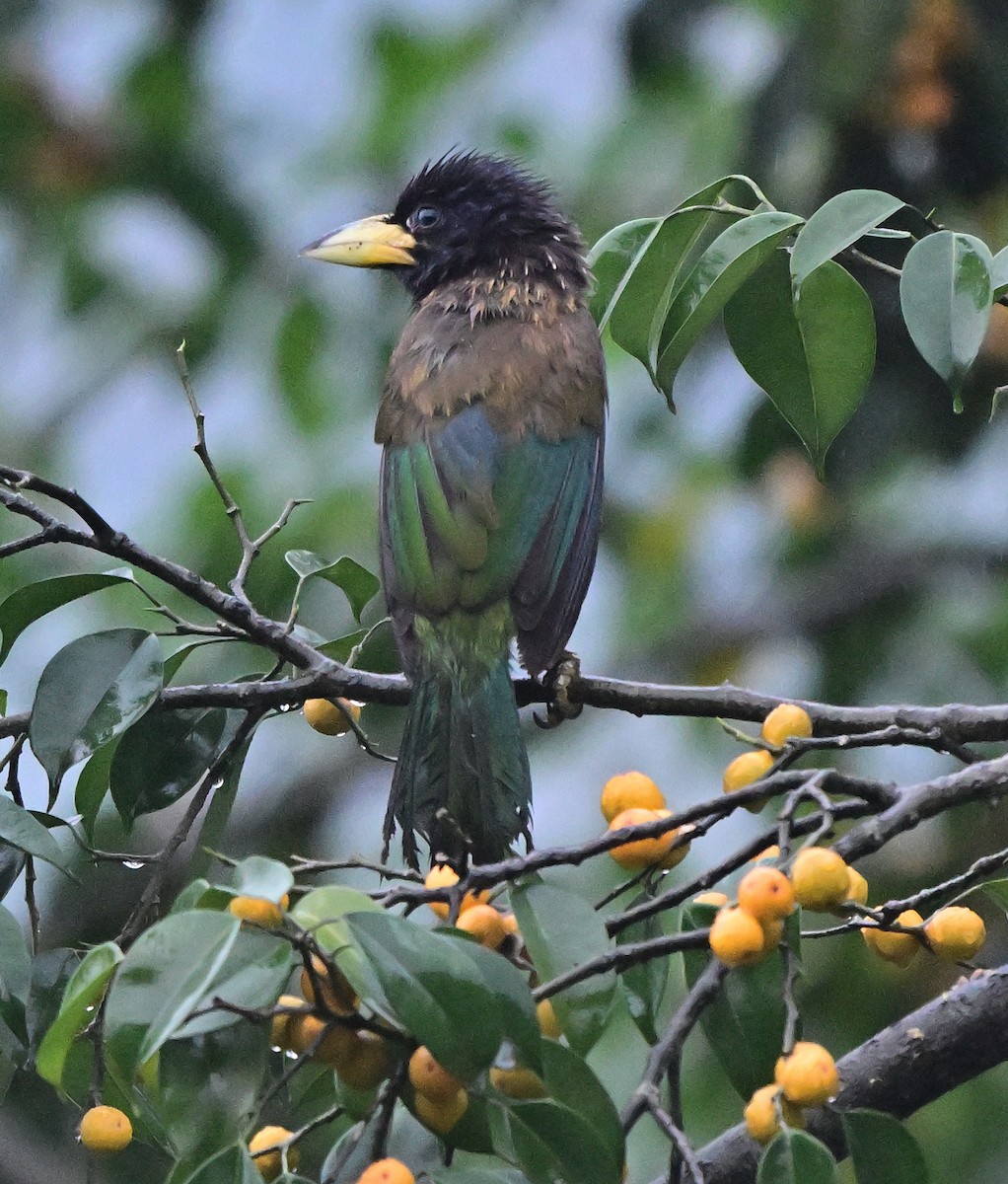 barbet velký - ML642144798