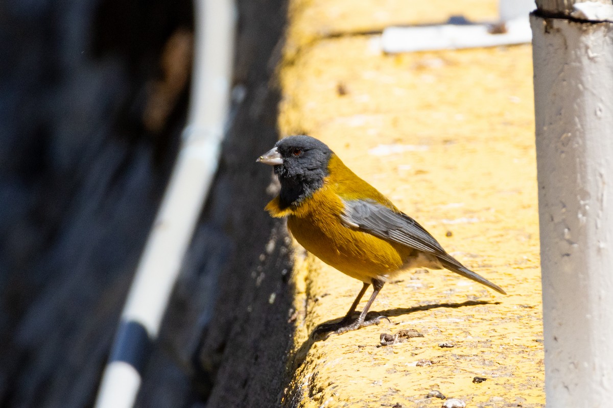 Peruvian Sierra Finch - ML642144799