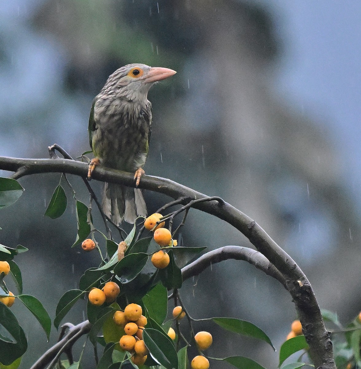 barbet čárkovaný - ML642144807