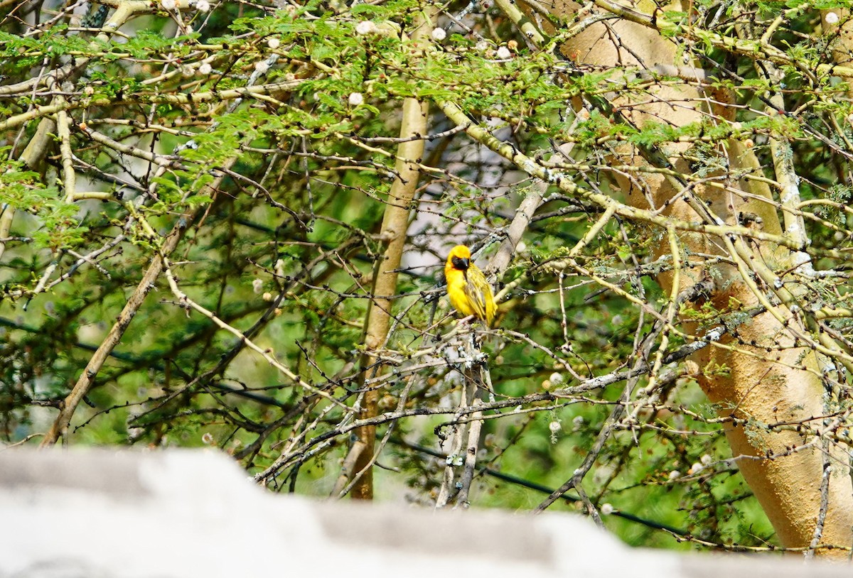 Speke's Weaver - ML642144883