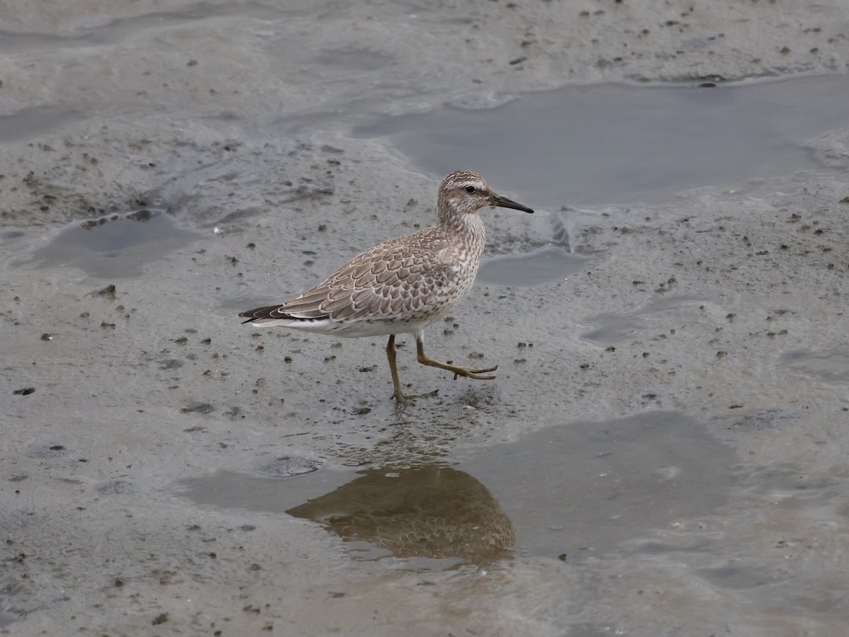 Red Knot - ML642144894