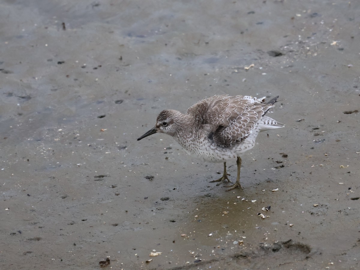 Red Knot - ML642144901
