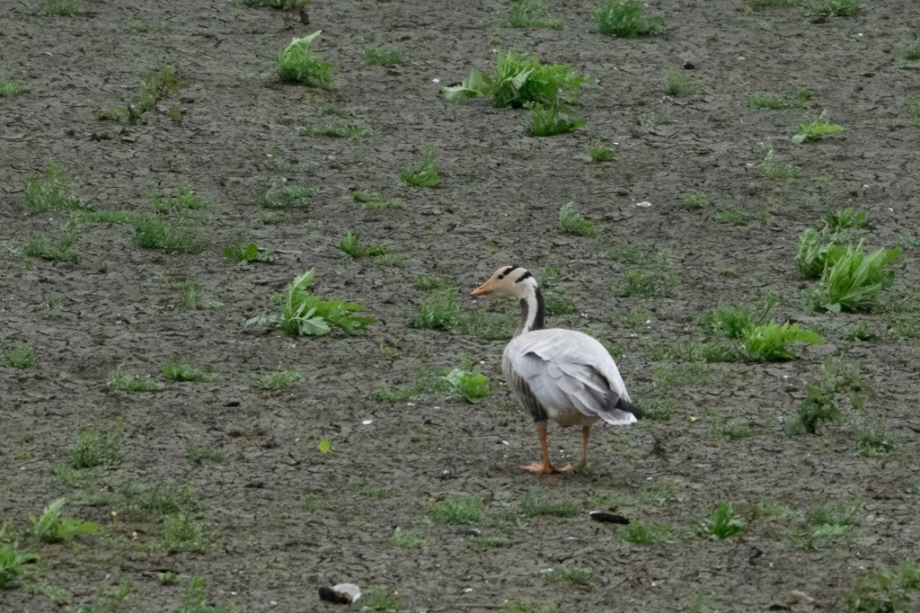 Bar-headed Goose - Natalie Chan