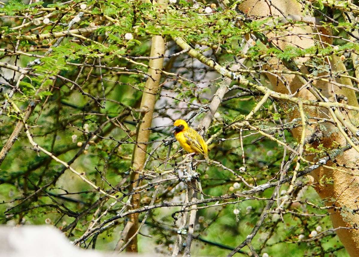 Speke's Weaver - ML642144932