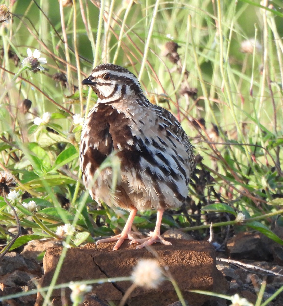 Rain Quail - ML642144948