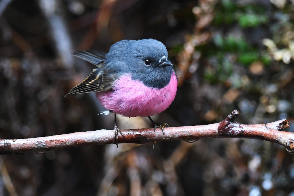 Pink Robin - ML642144952