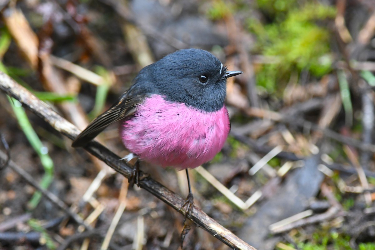 Pink Robin - ML642144953