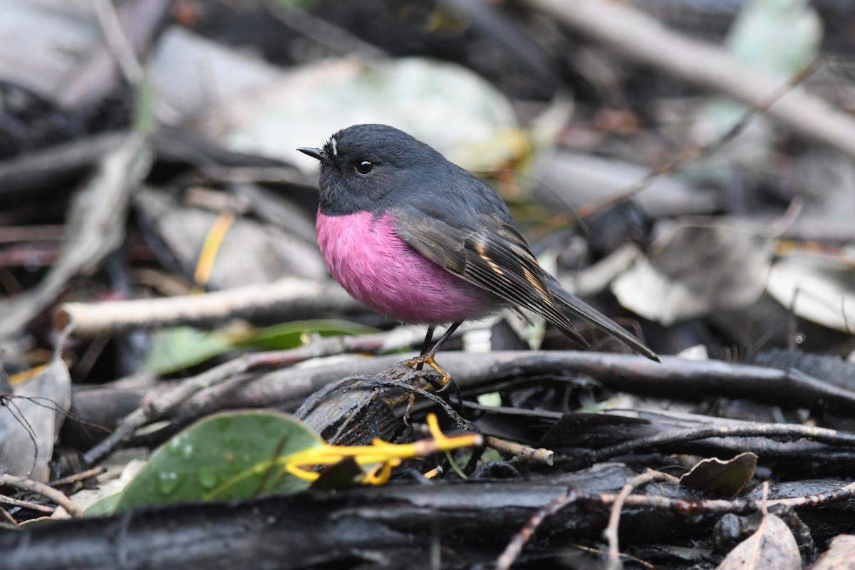 Pink Robin - ML642144954