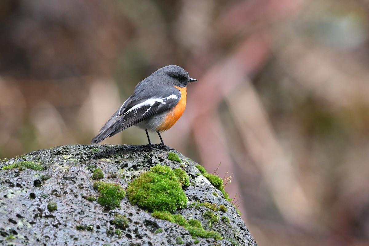 Flame Robin - ML642144955