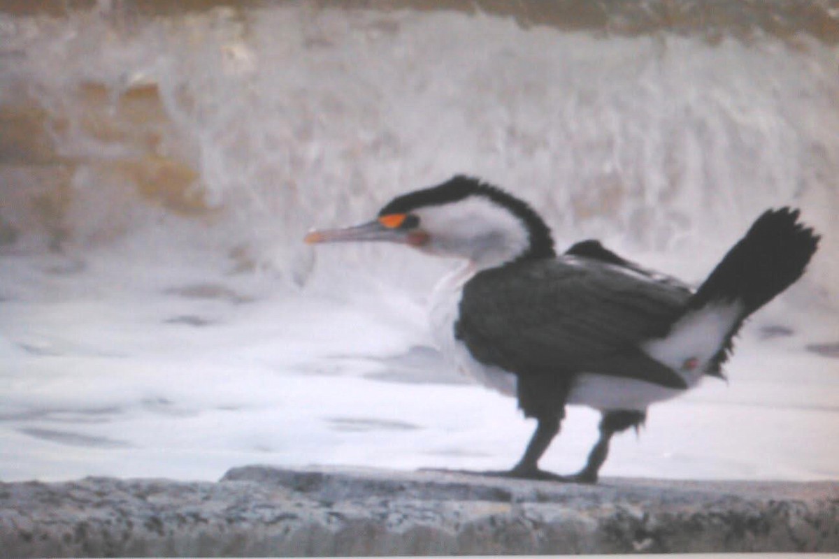 Pied Cormorant - ML642144957
