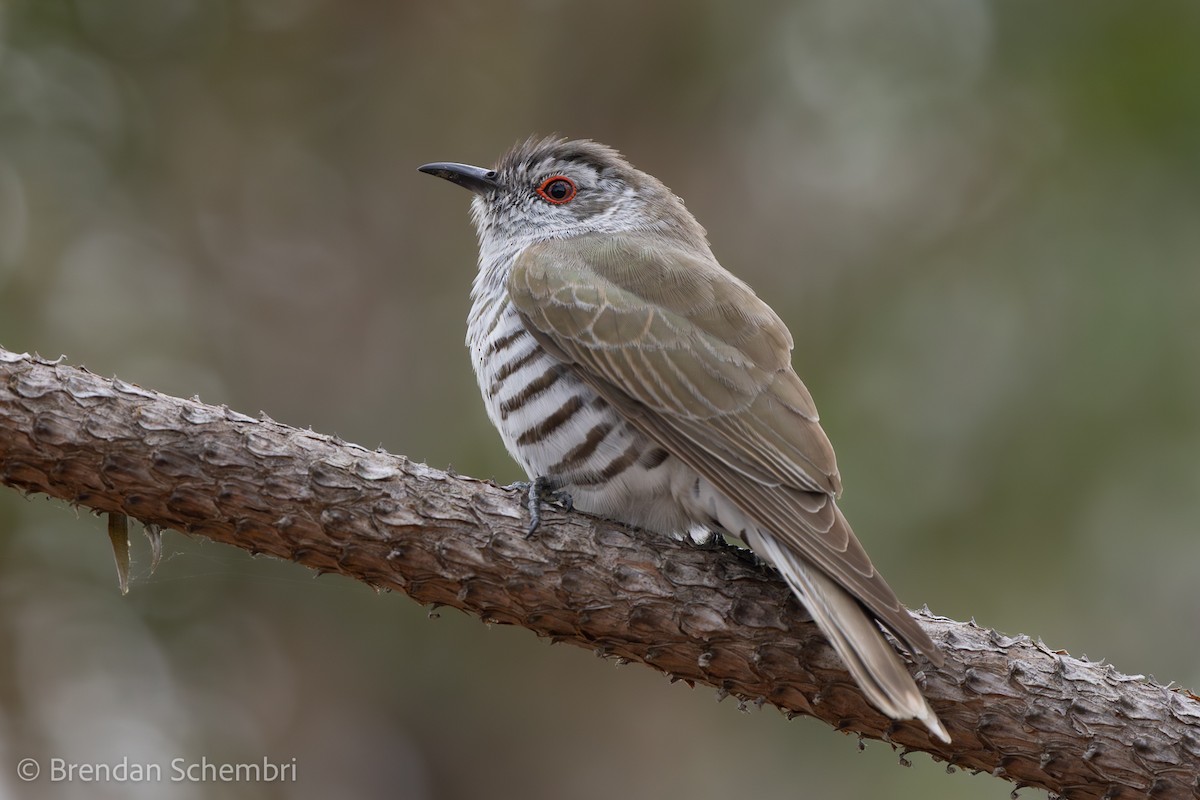 Little Bronze-Cuckoo - ML642144960