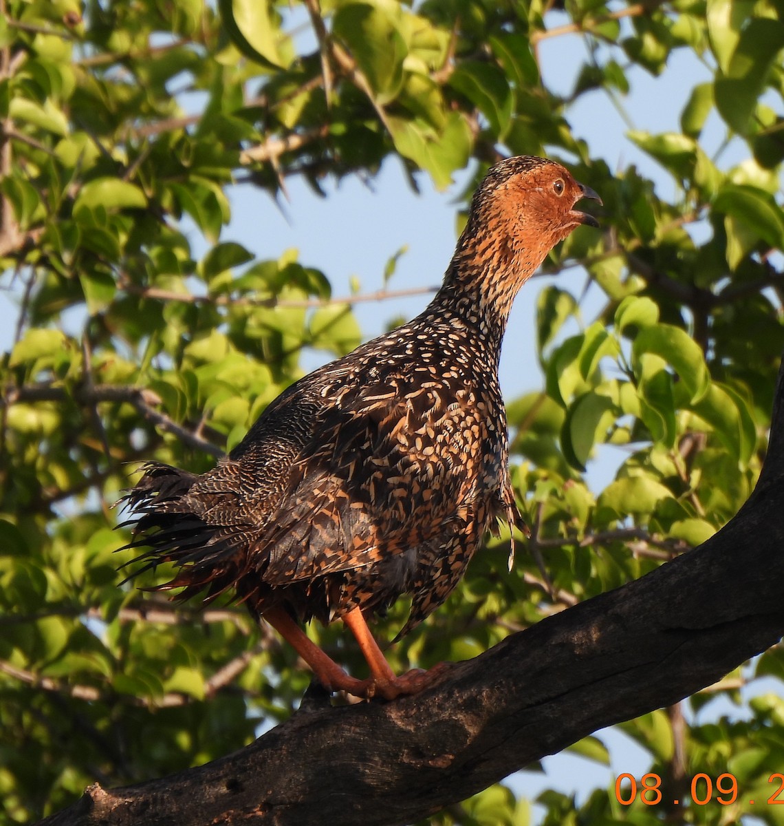 Painted Francolin - ML642144973