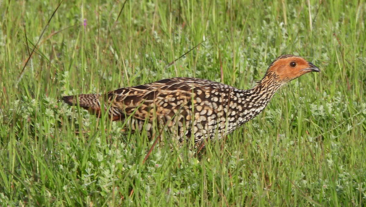 Painted Francolin - ML642144974