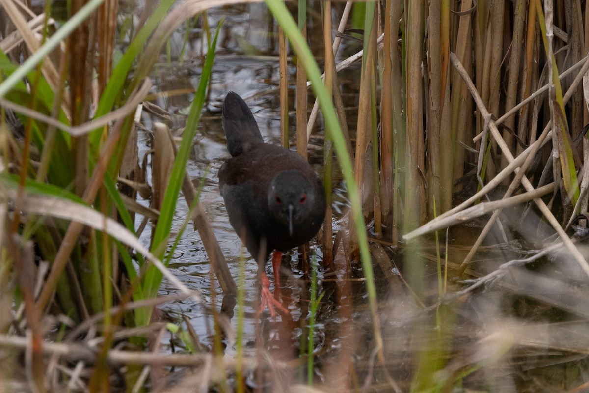 Spotless Crake - ML642144976