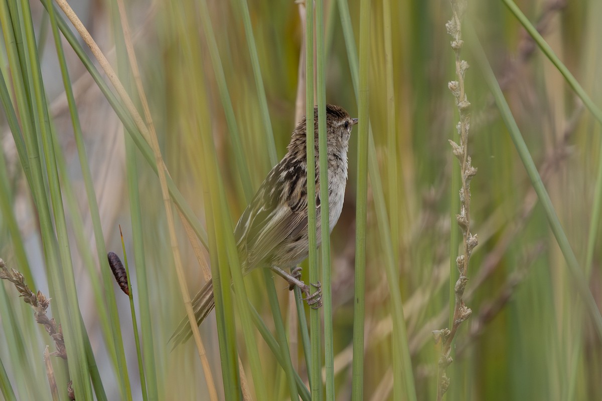 Little Grassbird - ML642144983