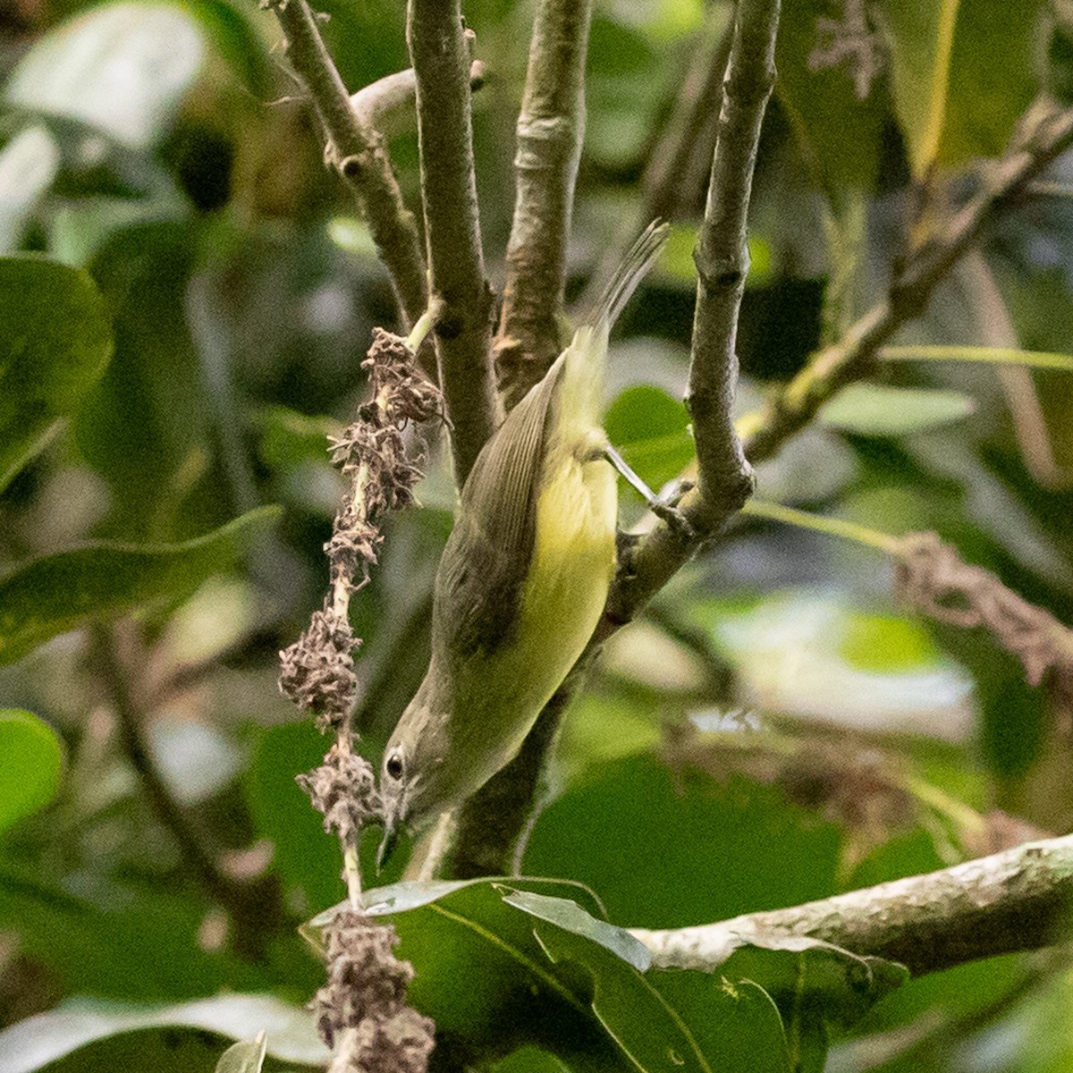 Fairy Gerygone - ML642144986