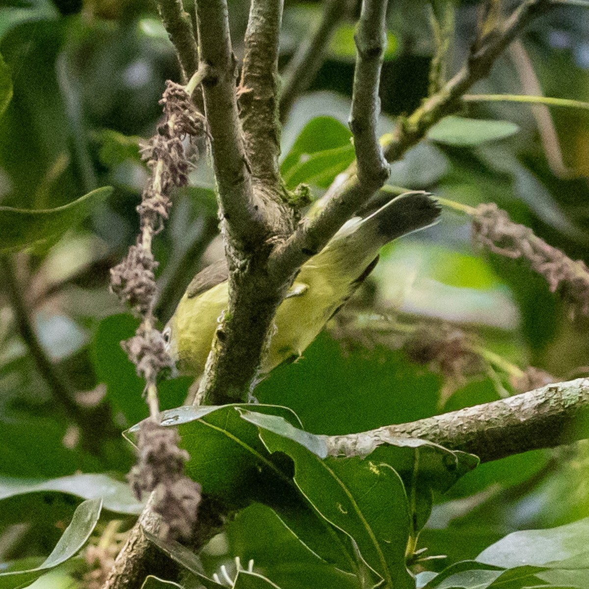 Fairy Gerygone - ML642144987