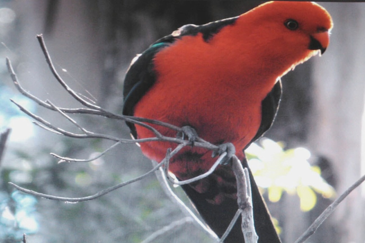 Australian King-Parrot - ML642144988