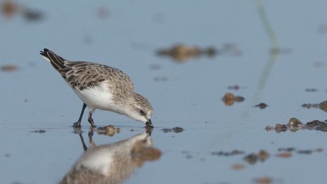 Red-necked Stint - ML642145023