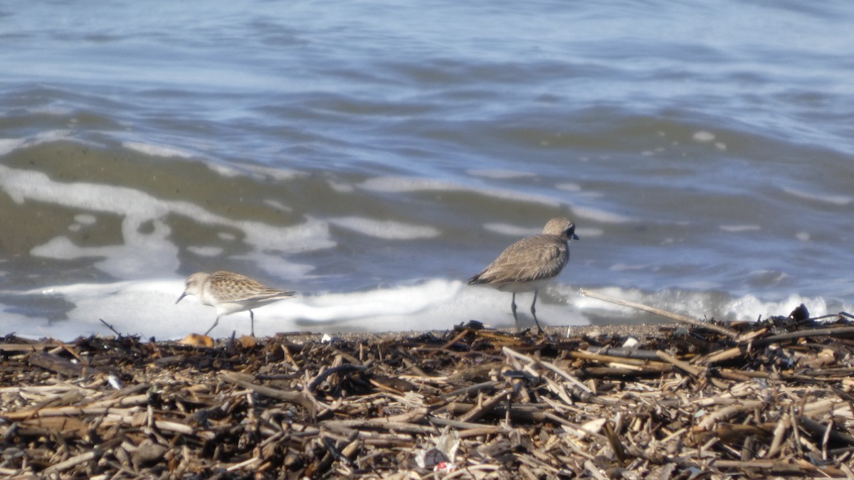 Red-necked Stint - ML642145038