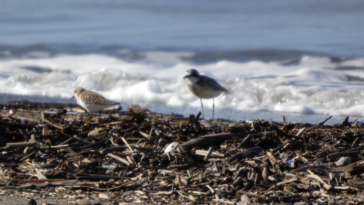 Red-necked Stint - ML642145039