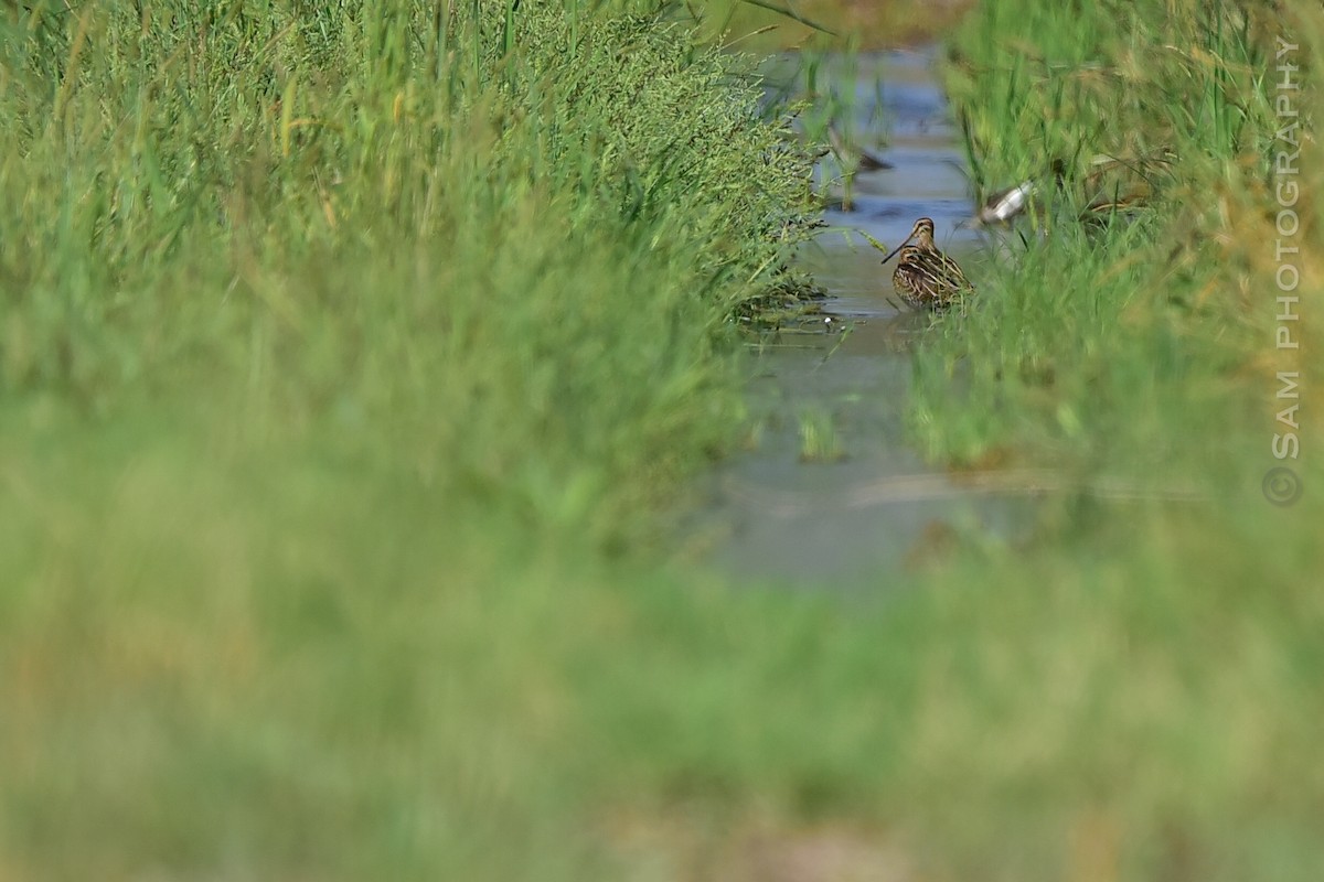 Common Snipe - ML642145040