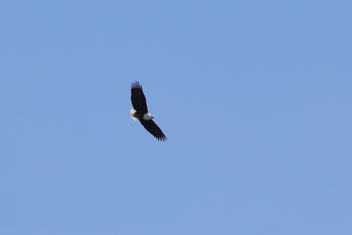 African Fish-Eagle - ML642145041
